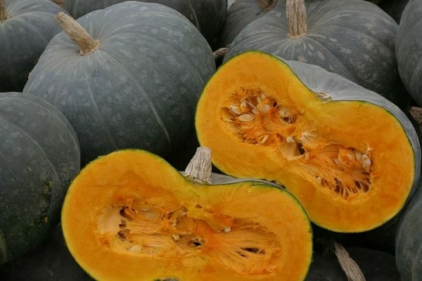 citrouille d'hiver doux