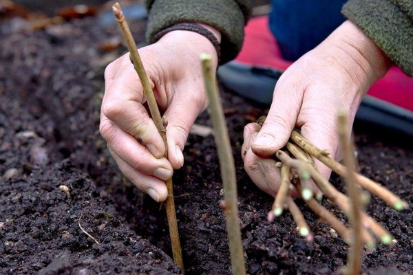 standard currant how to grow