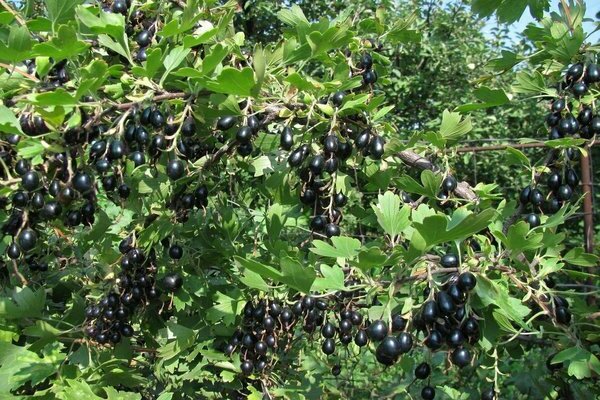 golden currant