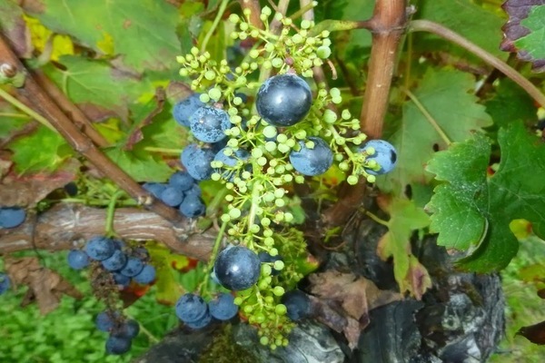 raisins de pois