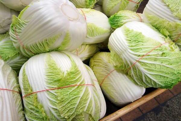 cultivation of Chinese cabbage