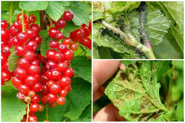 aphids and ants on currants