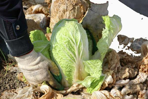 cultivation of Chinese cabbage