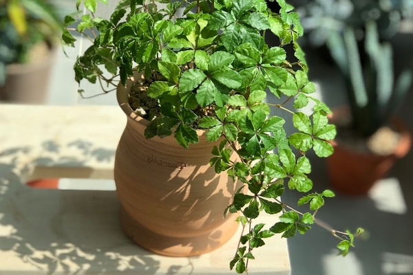 photo de raisin d'intérieur
