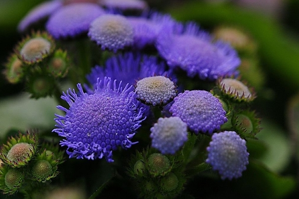 ageratum photo
