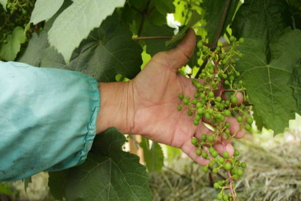 raisins de pois