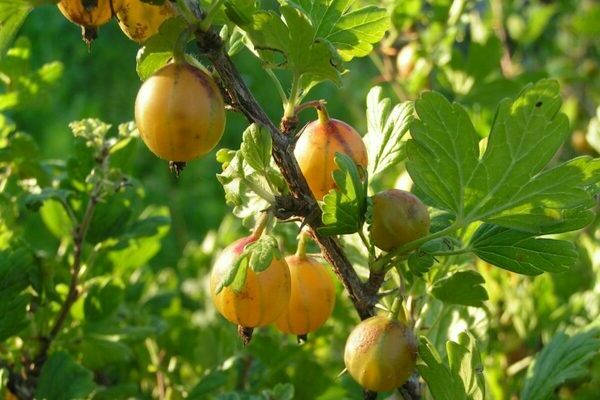 gooseberry Russian yellow