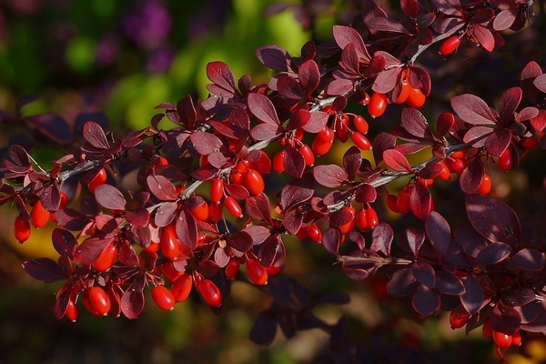 Berberitze Beeren