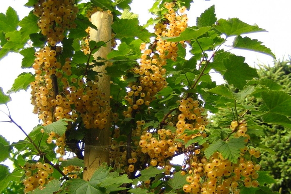 varieties of standard currant