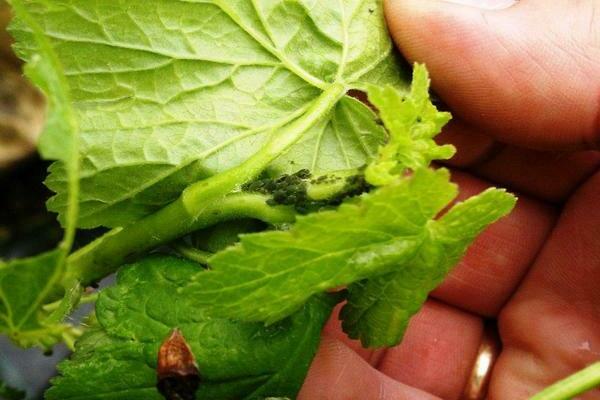 moth on currant