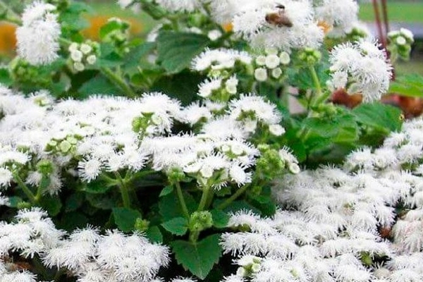 flowers ageratum