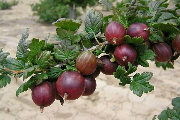gooseberry Consul