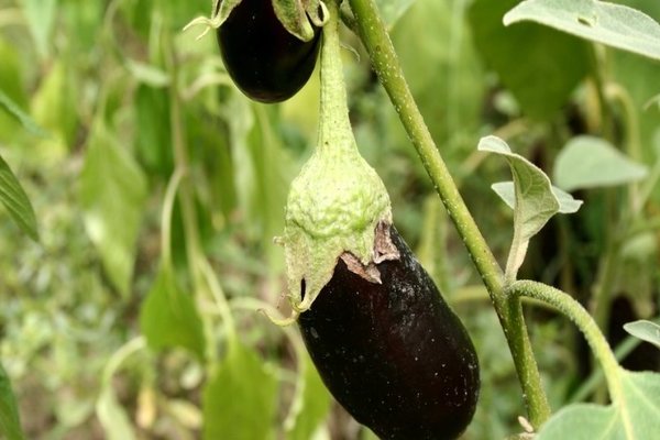 Les aubergines poussent mal: causes possibles du problème, leur élimination