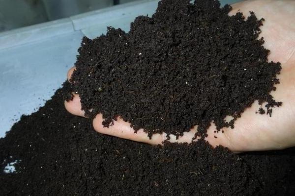 Biohumus liquid and dry: how to use it correctly