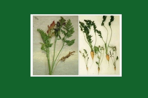 Maladies des carottes : nanisme panaché