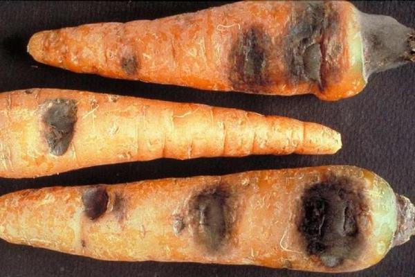 Maladies des carottes : photo description de la pourriture noire (alternaria)