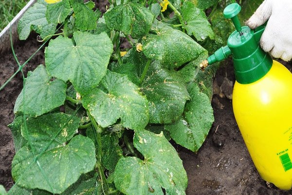 utilisation d'acide borique dans le jardin