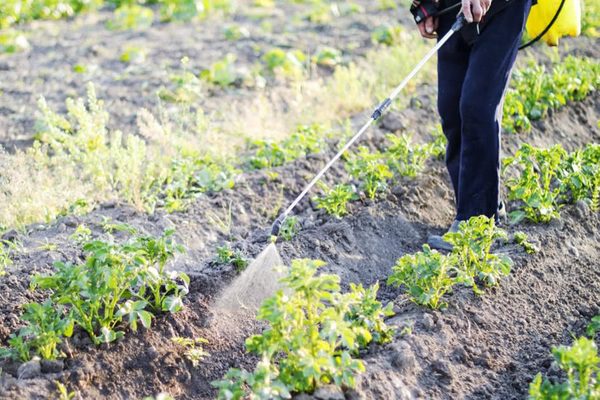 utilisation de l'acide borique dans le jardin
