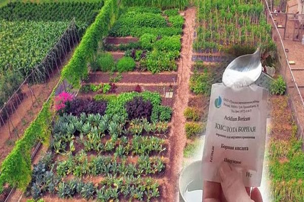 quoi pulvériser avec de l'acide borique dans le jardin