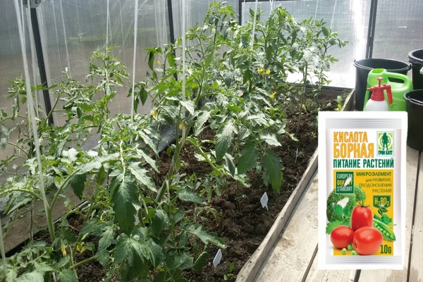 utilisation de l'acide borique dans le jardin