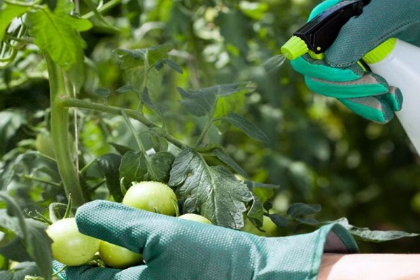 acide borique dans le jardin