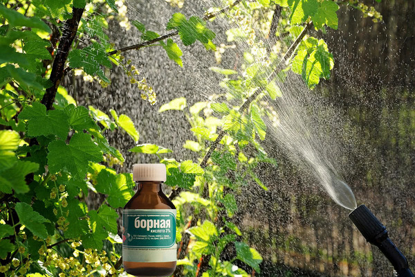 utilisation d'acide borique dans le jardin