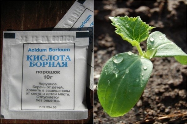 quoi pulvériser avec de l'acide borique dans le jardin