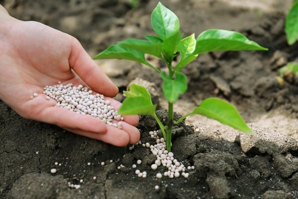 Comment nourrir les plants de poivrons pour la croissance: quelles substances améliorent la croissance et le développement du poivron doux