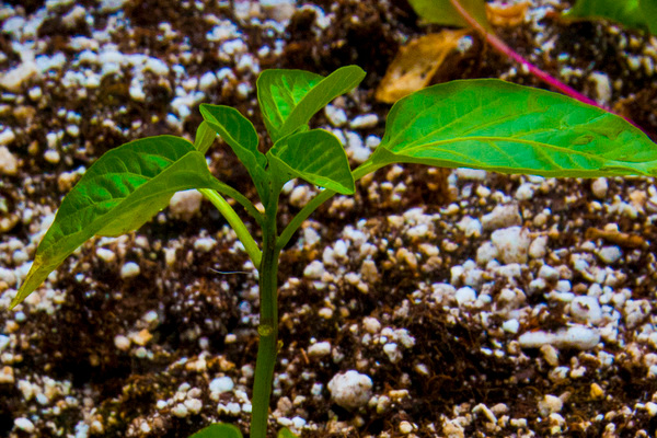Comment nourrir les plants de poivrons pour la croissance: comment savoir quelles substances manquent aux poivrons