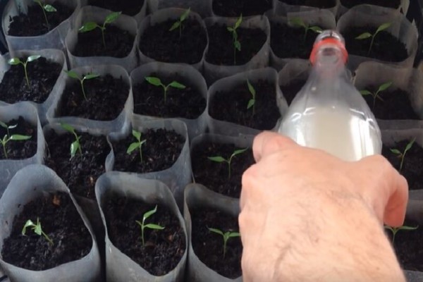 Comment nourrir les plants de poivrons pour la croissance: comment savoir quelles substances manquent aux poivrons