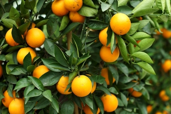 how does an orange grow