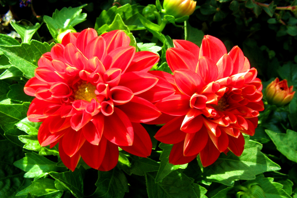 Dahlia Figaro: legend of appearance, appearance