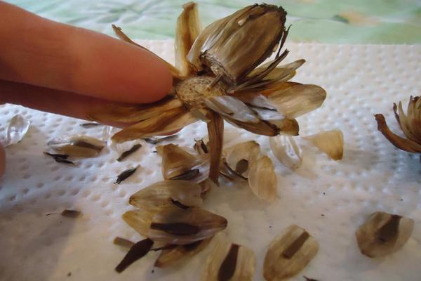 Dahlia Figaro: growing from seed, planting dates, collecting seed