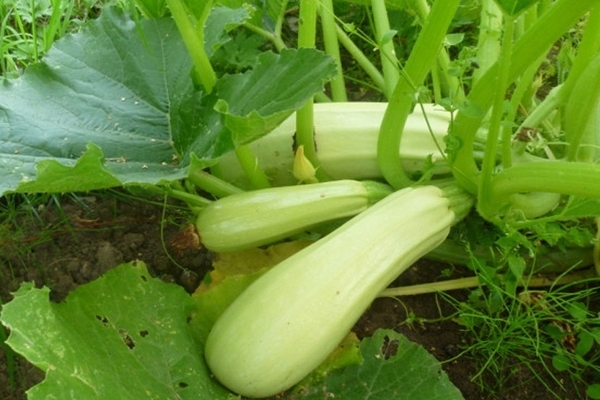 mushroom zucchini variety