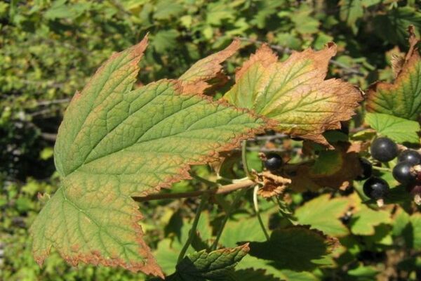 chlorosis currant treatment