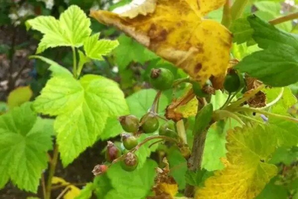 chlorosis currant photos