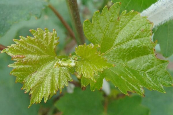 chlorosis of currant leaves