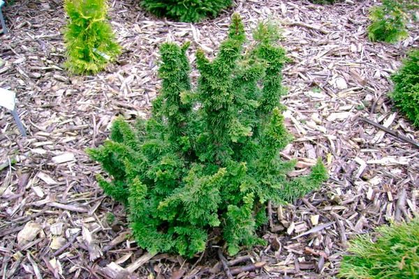 thuya maloniana holub