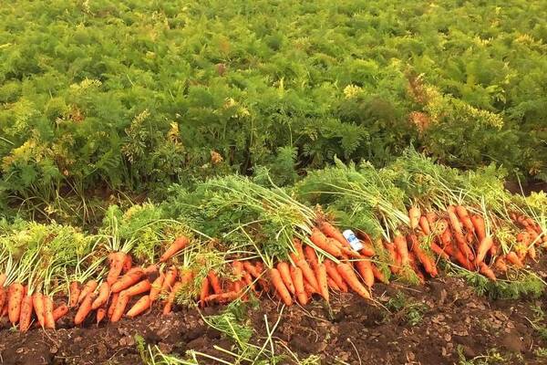 Como armazenar cenouras: preparação adequada para armazenamento de inverno