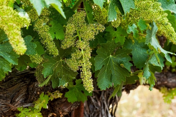 ovário se desfaz nas uvas