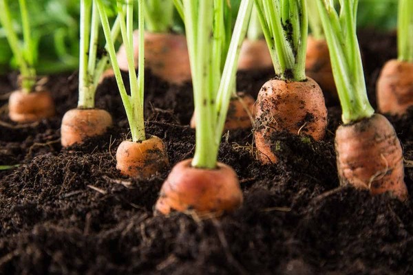 quel sol aiment les légumes