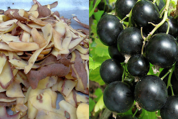 como usar cascas de batata para passas