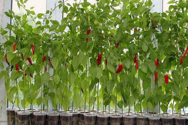 piment d'intérieur