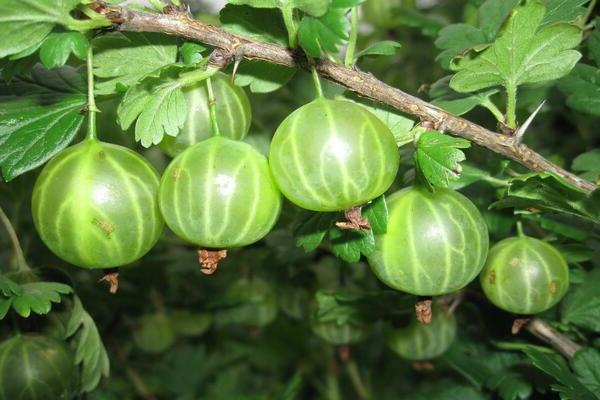 Gooseberry Malachite: características completas