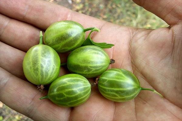 Gooseberry Malachite: descrição do cultivo