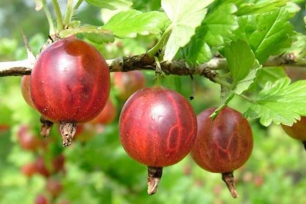 Groseille Sadko: description de la variété, ses caractéristiques