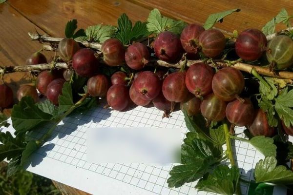 Gooseberry Sadko: une description des avantages et des inconvénients