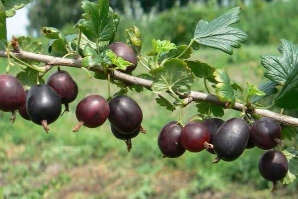 Groseille Northern Captain: description de la variété