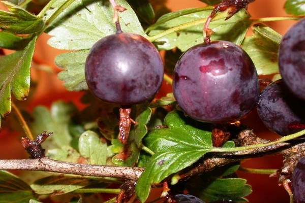 Groseille Northern Captain: avantages, applications, avantages