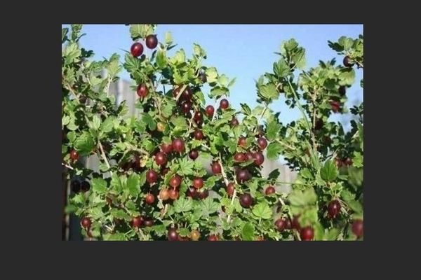 Groseille Northern Captain: avantages, applications, avantages